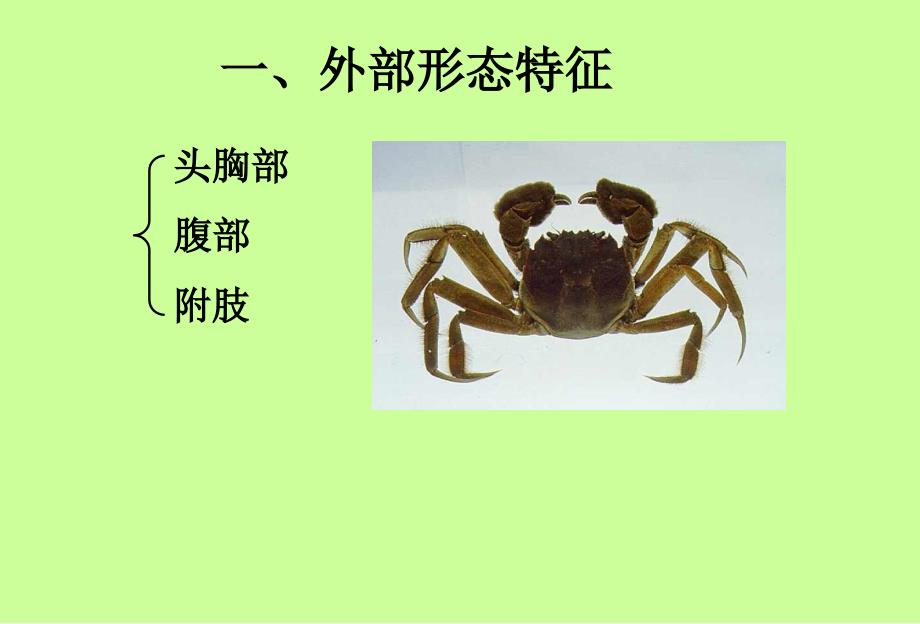 河蟹的养殖.ppt_第4页