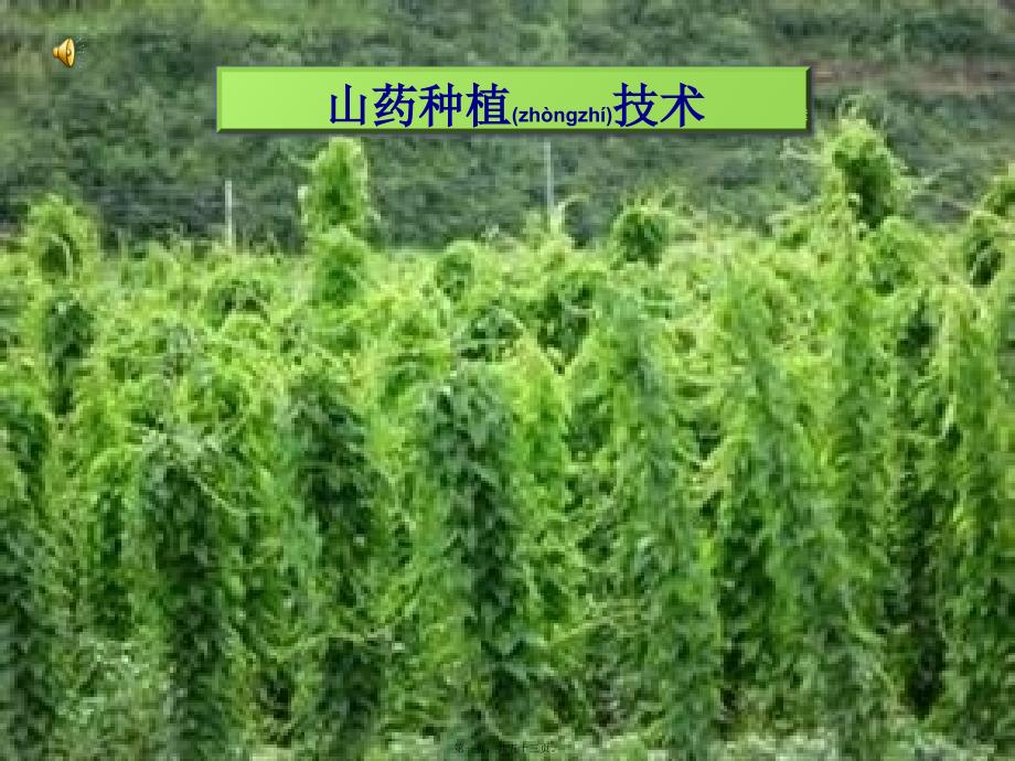 山药种植技术分析课件_第1页