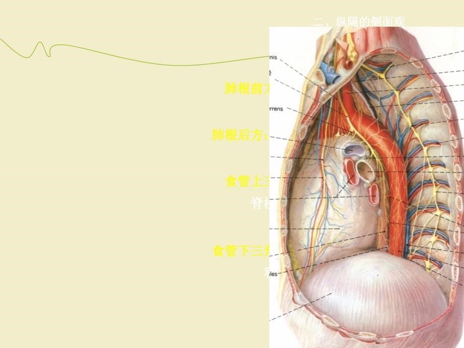 纵隔的解剖课件_第5页