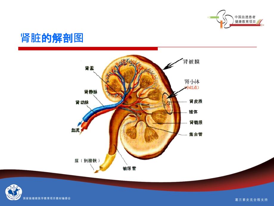 【医学PPT课件】慢性肾病_第3页