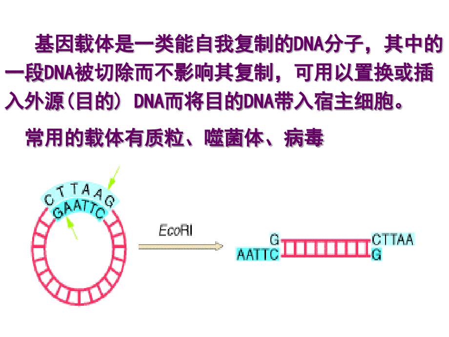 分子克隆载体_第3页