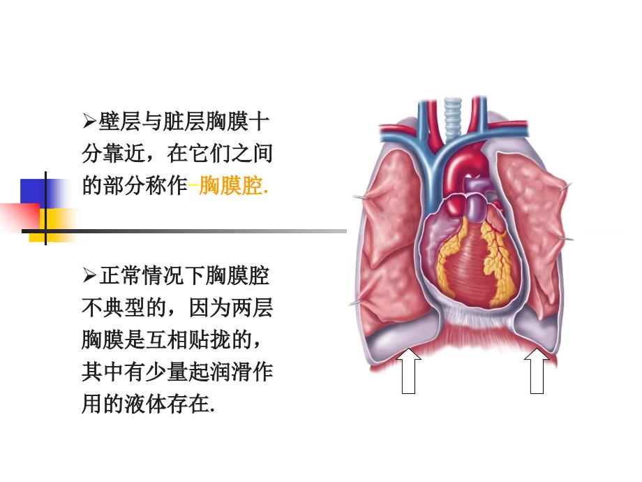 基础医学]胸部损伤病人护理电子版本_第4页