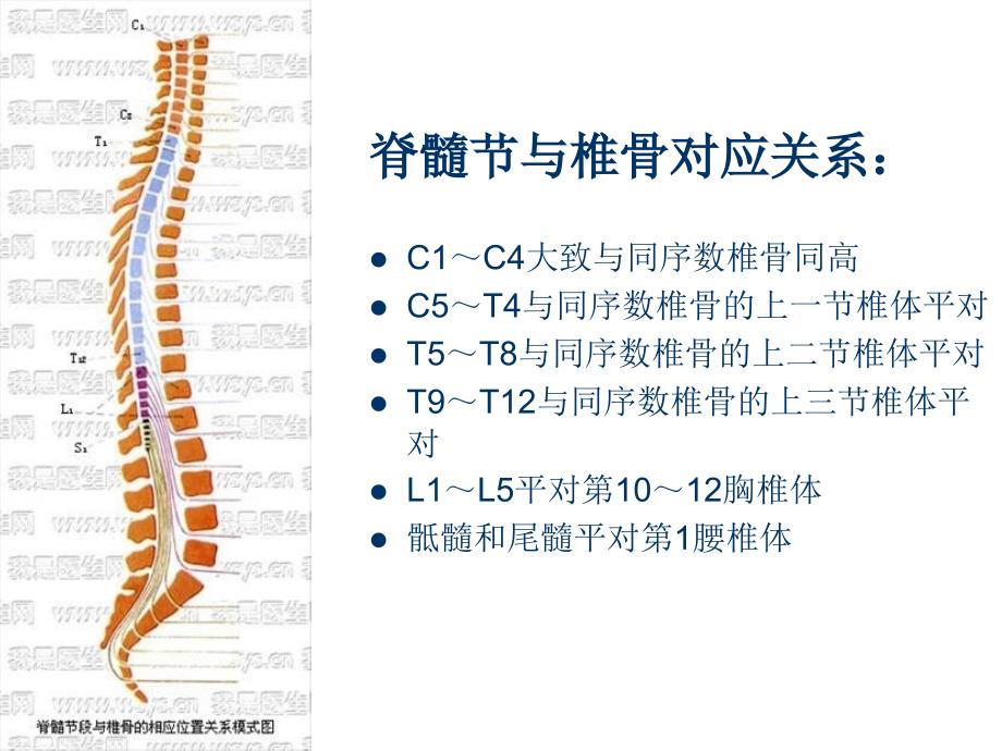 脊髓损伤的康复评定_第3页