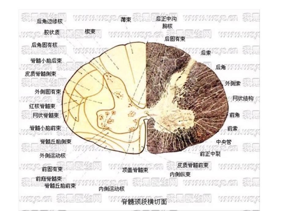 脊髓损伤的康复评定_第4页