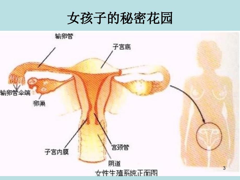 女生早期性教育生理卫生课PPT精选文档_第3页