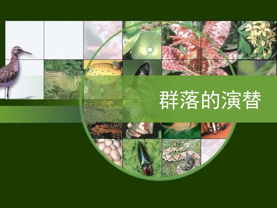 第四节群落的演替_第1页
