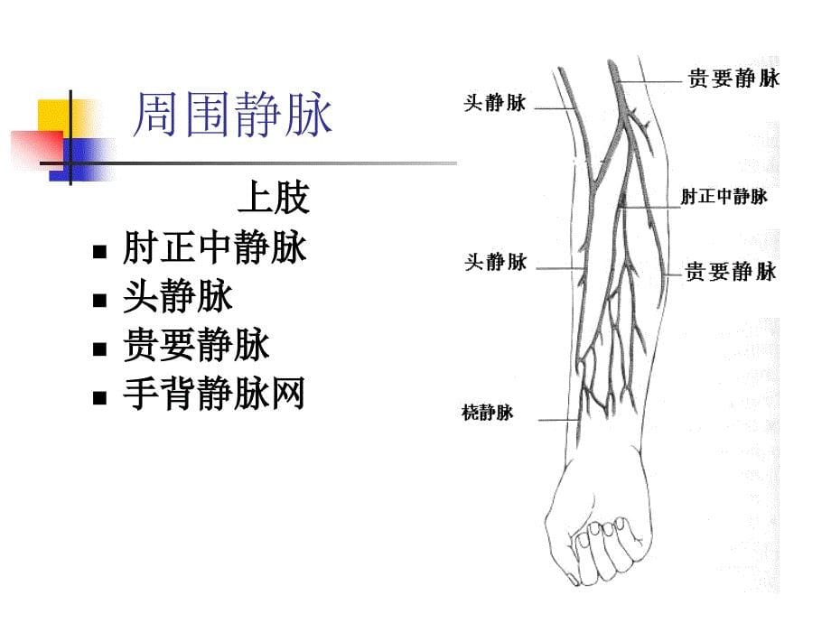 静脉输液一针见血的方法与技巧_第5页