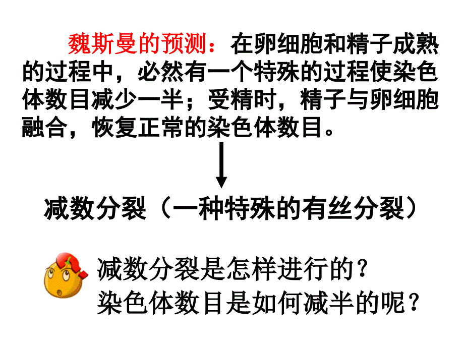 减数分裂和受精作用一_第3页