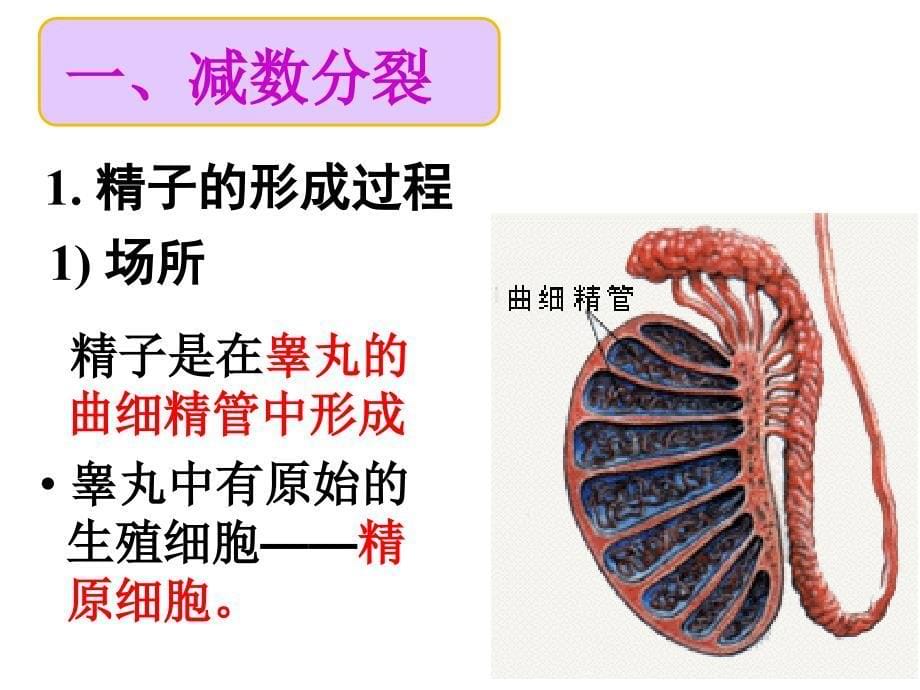 减数分裂和受精作用一_第5页