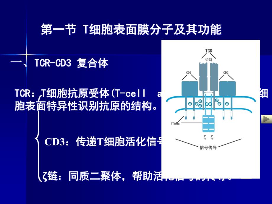 免疫学6T淋巴细胞精选文档_第3页