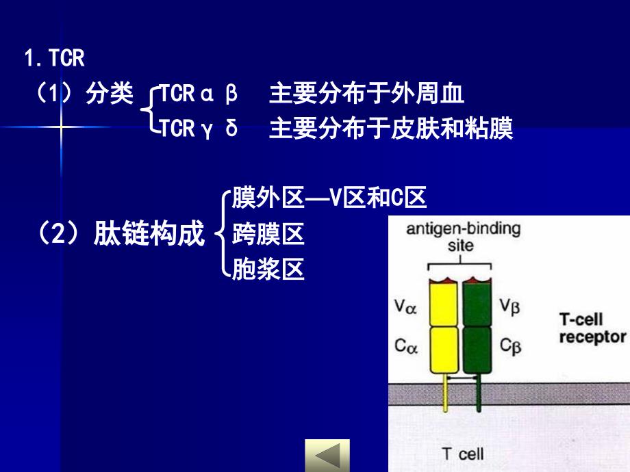 免疫学6T淋巴细胞精选文档_第4页