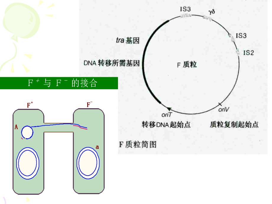 微生物遗传-结合转移.ppt_第3页