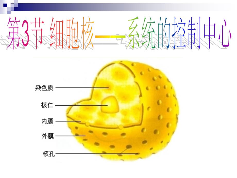 33细胞核系统的控制中心(参赛)------_第1页