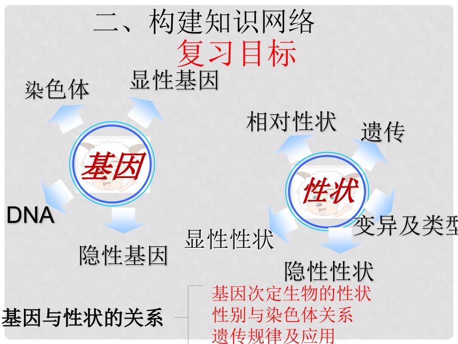 九年级生物 遗传和变异复习课件 新人教版_第4页