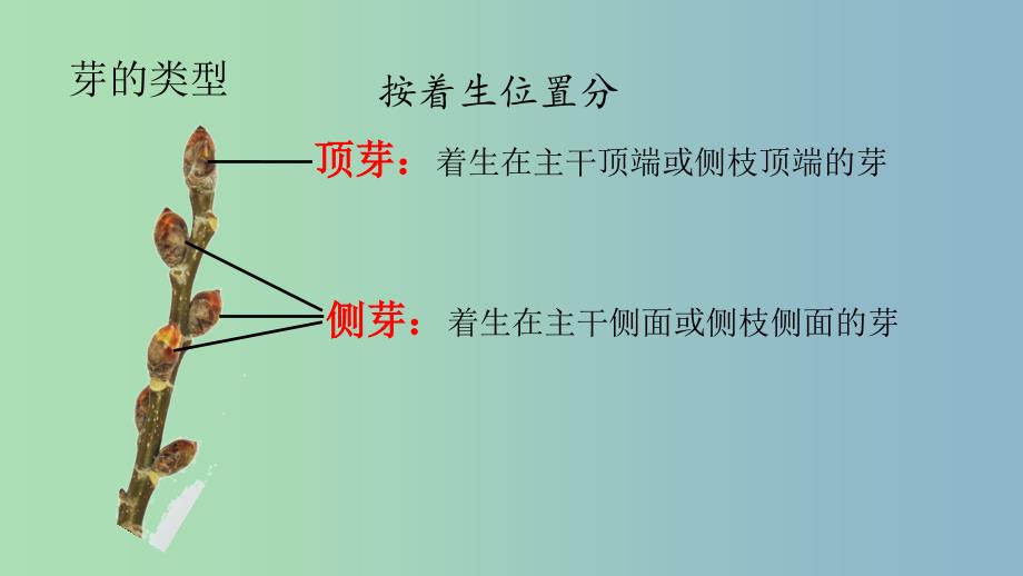 七年级生物上册第三单元第二章第二节植株的生长课件新版新人教版.ppt_第4页