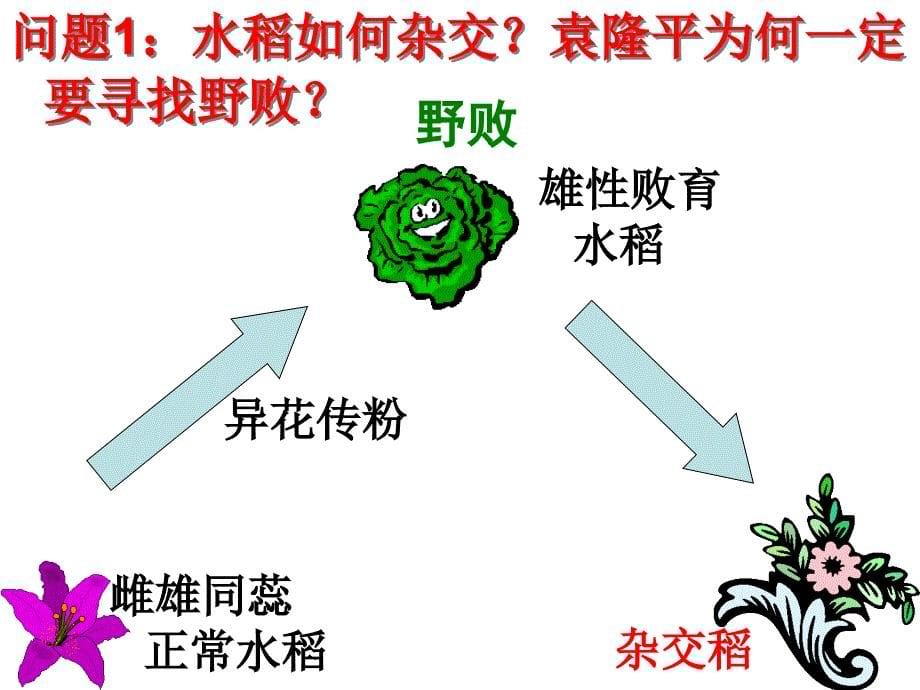 在寻找野败的日子里_第5页