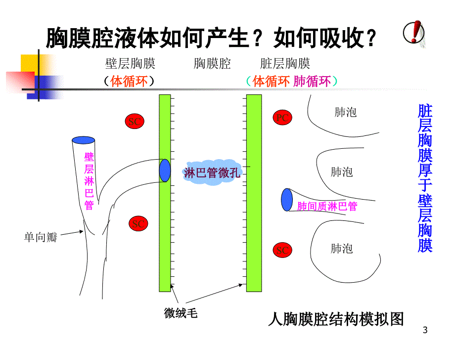 胸腔积液ppt课件_第3页