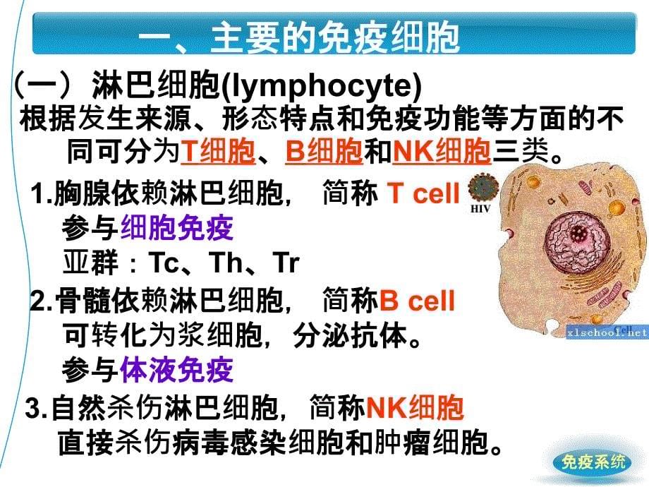 《人体免疫系统》PPT课件_第5页