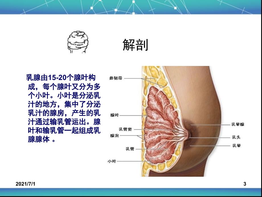 乳腺癌改良根治术_第3页