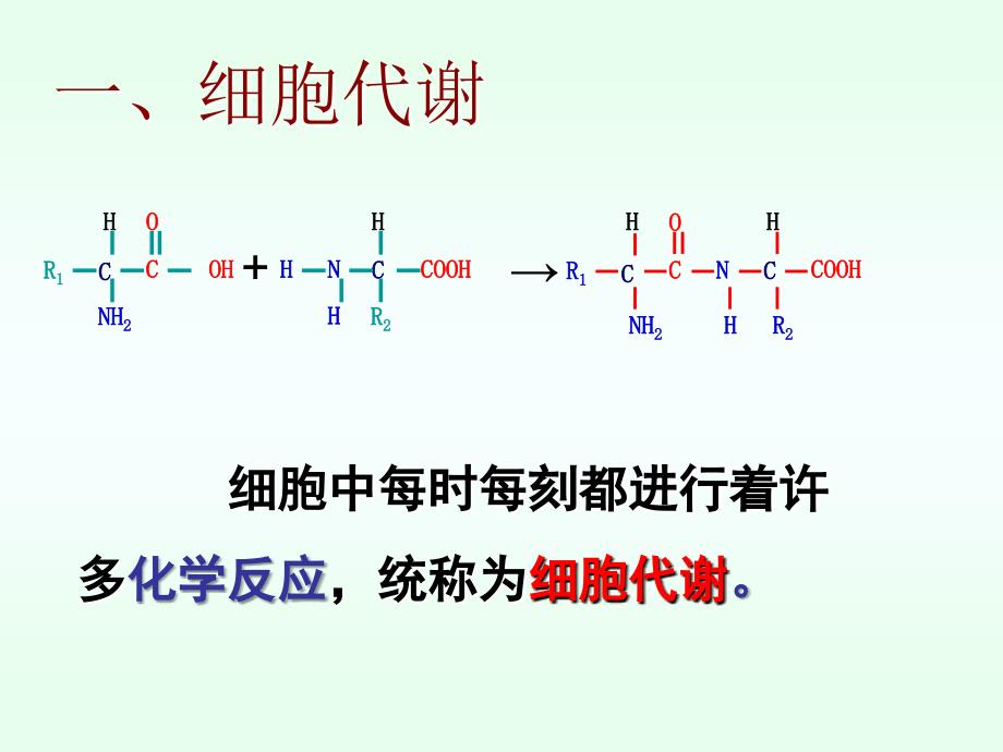 高三生物一轮复习-专题9-降低化学反应活化能的酶_第4页