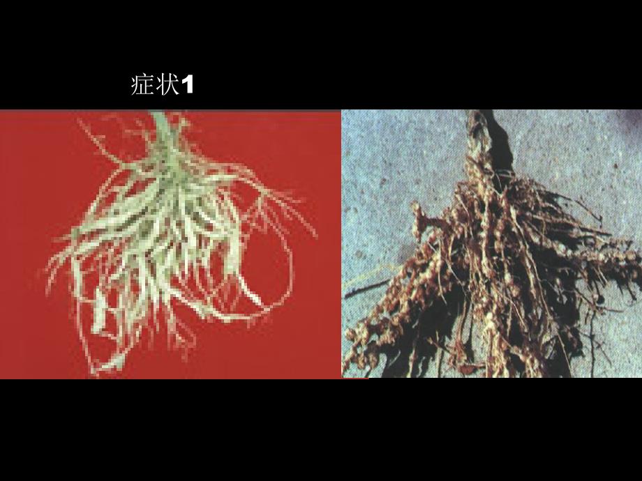 《蔬菜根结线虫病》PPT课件_第3页