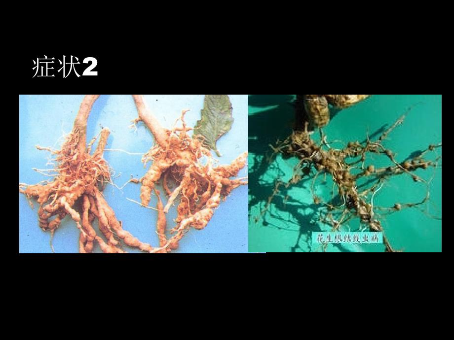 《蔬菜根结线虫病》PPT课件_第4页