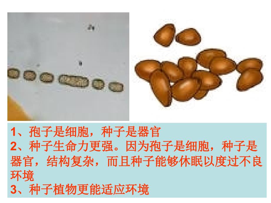 312种子植物_第3页