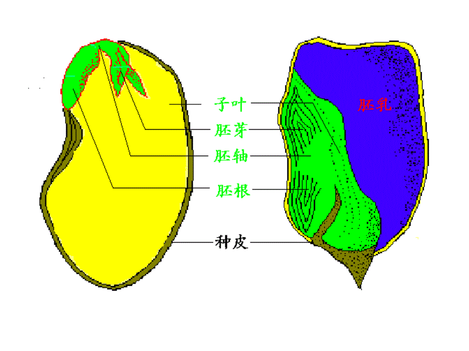 312种子植物_第4页