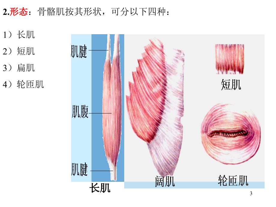 运动解剖学肌学ppt课件_第3页