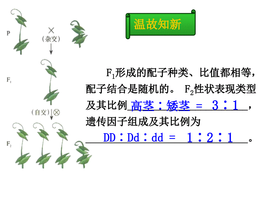 孟德尔的豌豆杂交实验二课件_第2页