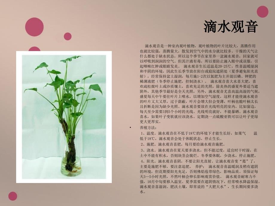 花的养殖方法PPT课件_第2页