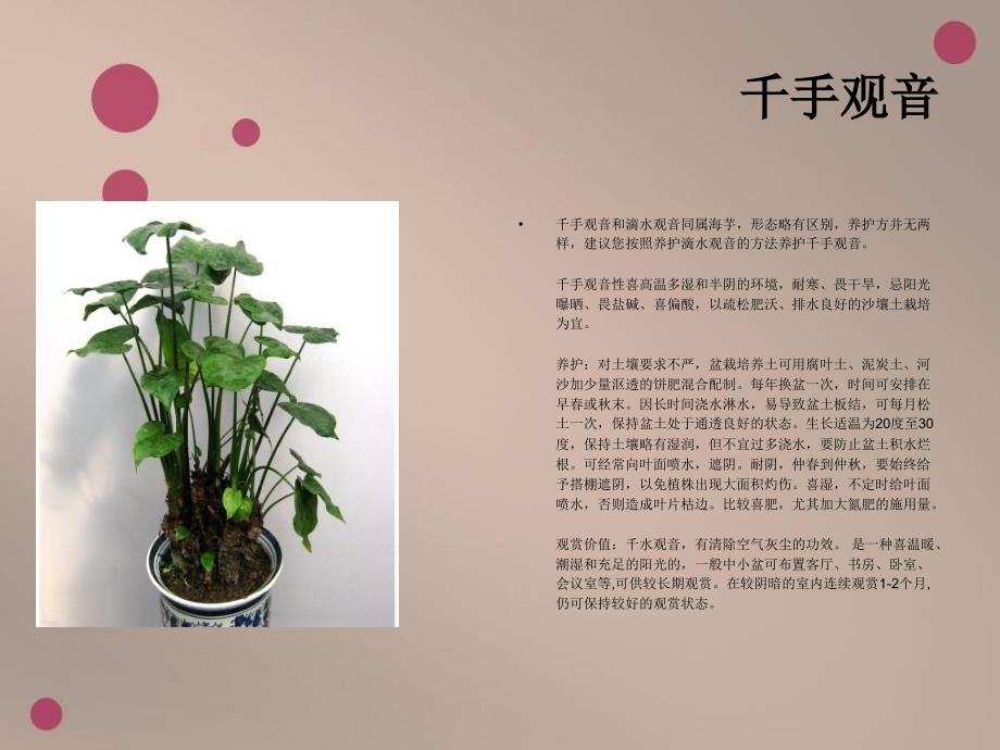 花的养殖方法PPT课件_第3页