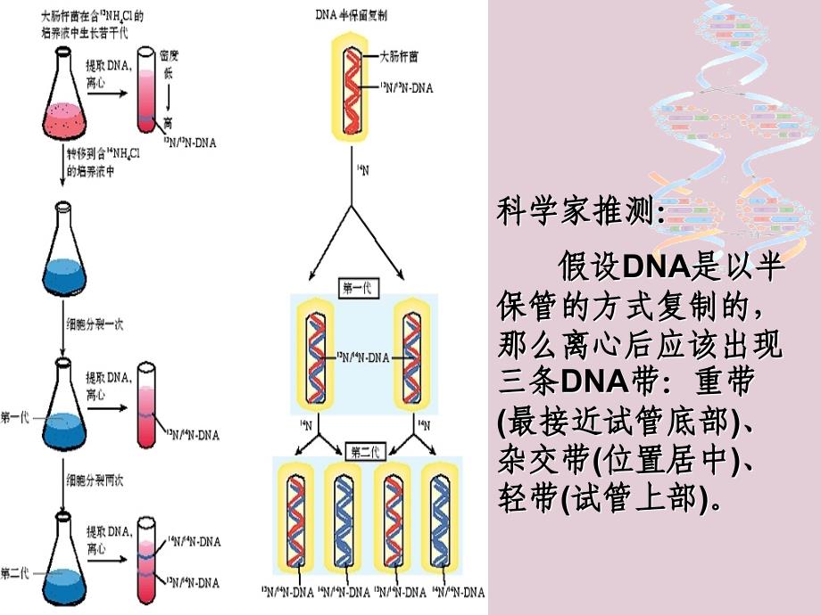 生物之所以能够保持亲代与子代相似是由于DNA分子复制出一份ppt课件_第4页