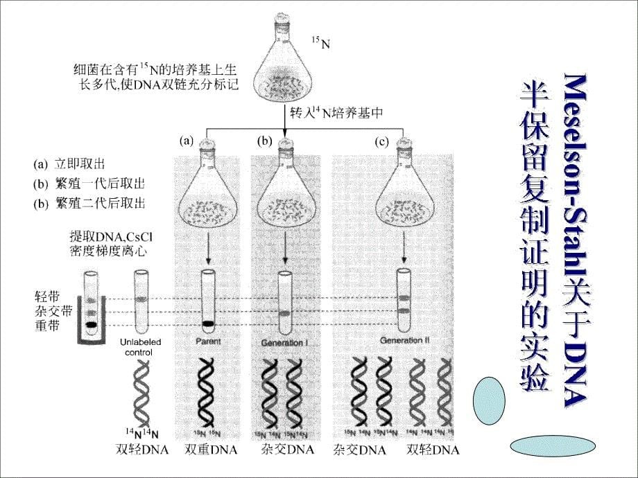 生物之所以能够保持亲代与子代相似是由于DNA分子复制出一份ppt课件_第5页