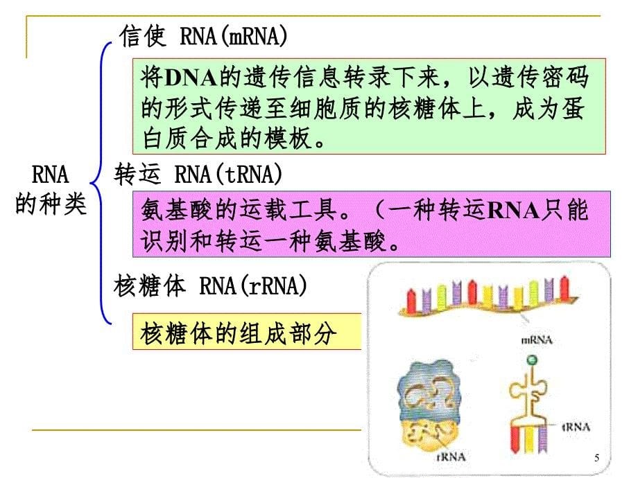 高中生物基因指导蛋白质的合成(课堂PPT)_第5页