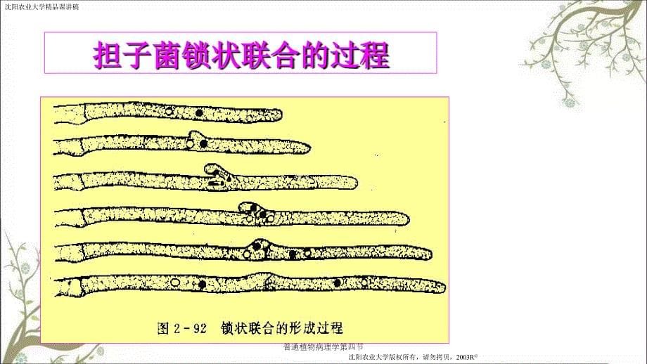 普通植物病理学第四节课件_第5页