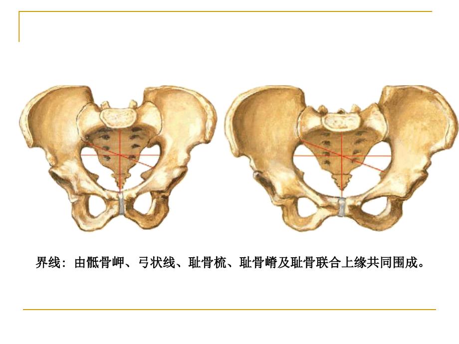 断层解剖学课件：17-盆部复习（定1）_第2页