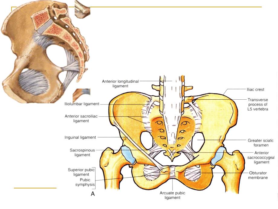 断层解剖学课件：17-盆部复习（定1）_第3页