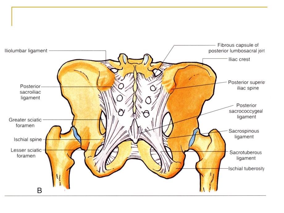 断层解剖学课件：17-盆部复习（定1）_第4页