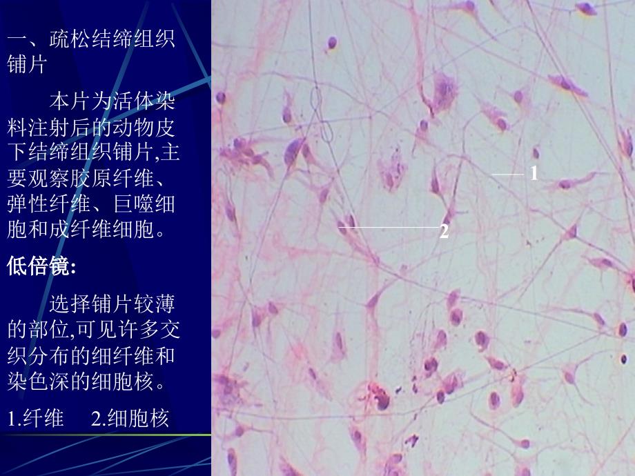 组织学与胚胎学实验：结缔组织组胚实验_第2页