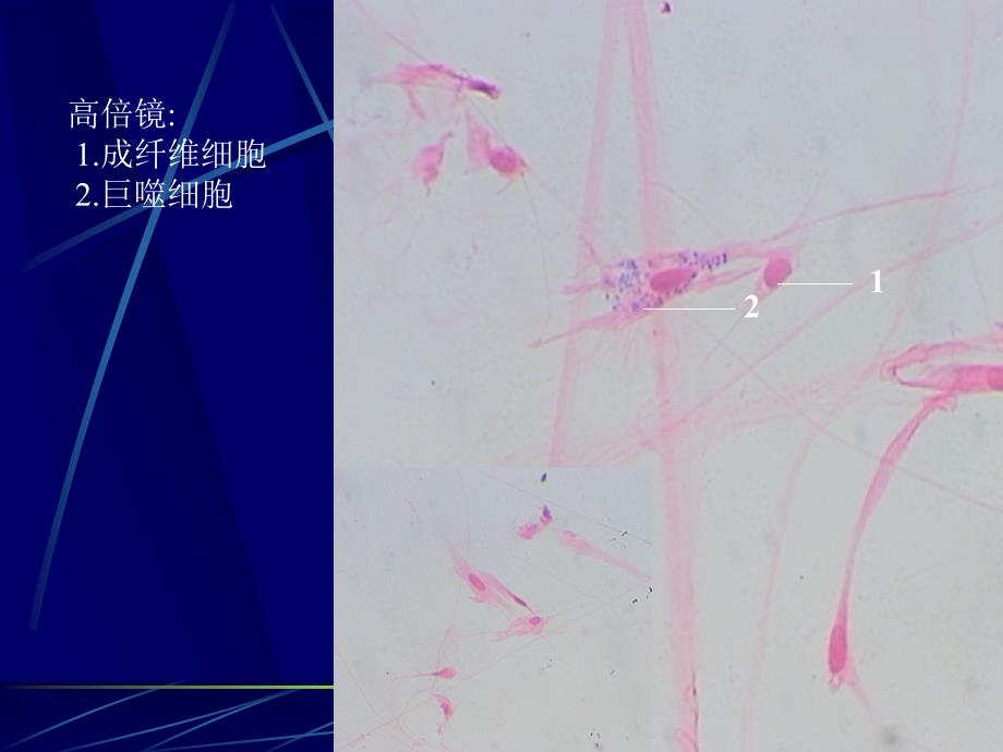 组织学与胚胎学实验：结缔组织组胚实验_第4页