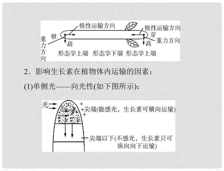 高考生物二轮复习 第一部分 专题六 第2讲植物的激素调节课件 新人教版_第5页