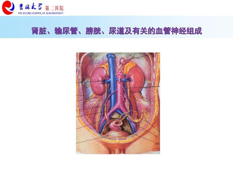 内科学：泌尿系统疾病 (2)_第5页