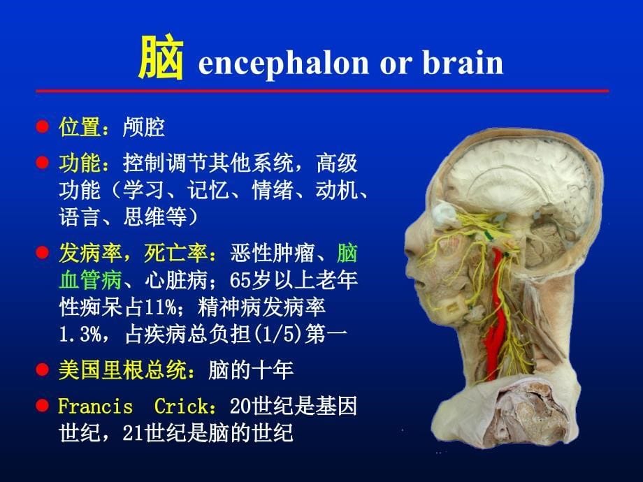 人体解剖学教学课件16脑干小脑_第5页