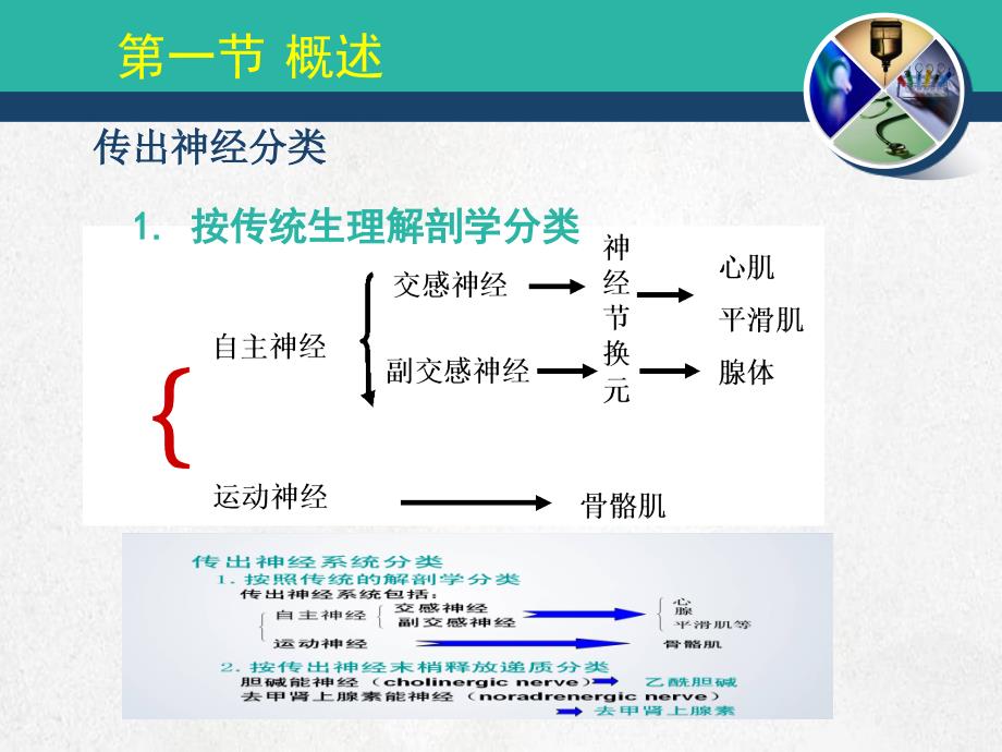 医学传出神经系统胆碱能N_第3页