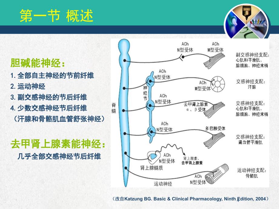 医学传出神经系统胆碱能N_第4页