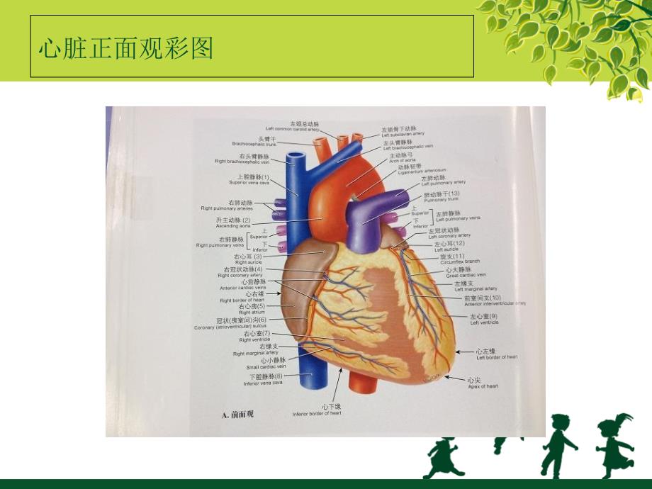 体外循环下二尖瓣置换手术的护理配合_第3页