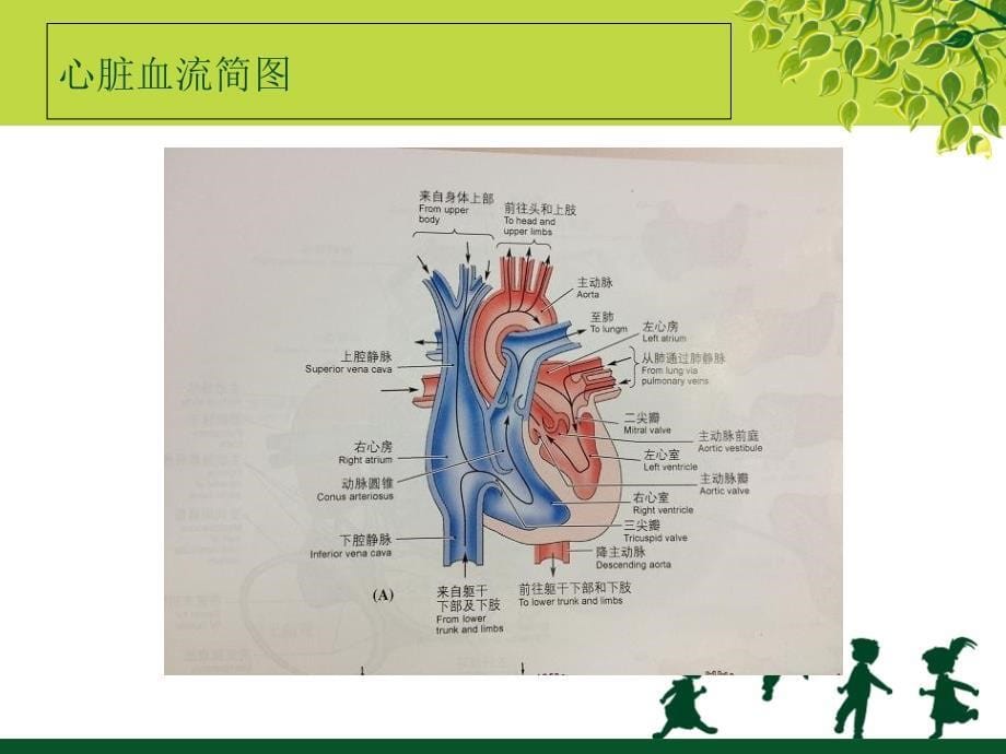 体外循环下二尖瓣置换手术的护理配合_第5页