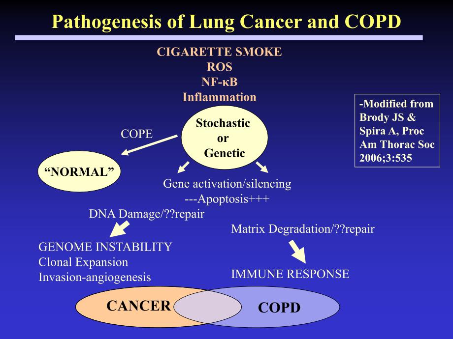 Common Pathogenetic Mechanisms of Lung Cancer and COPD_第3页