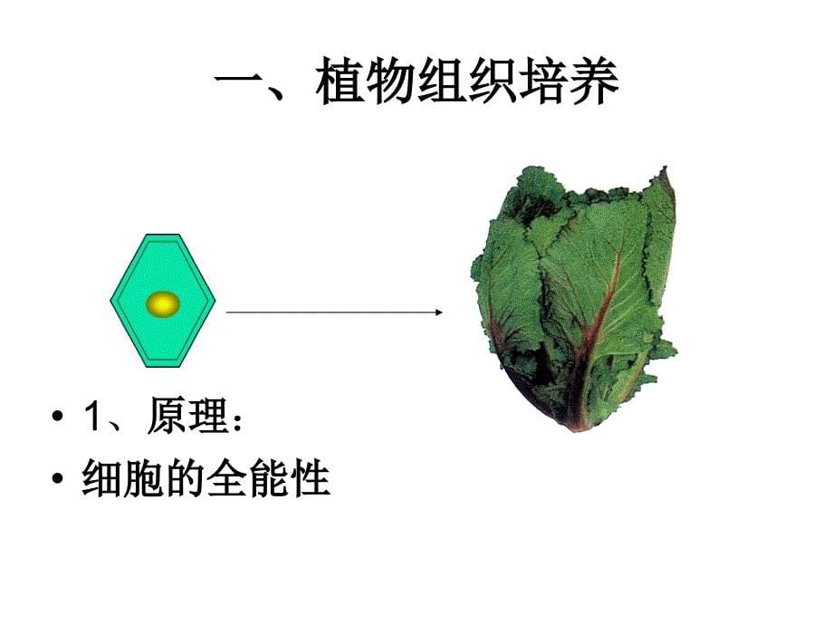 新课标人教版高中生物选修三专题二细胞工程精品课件_第5页